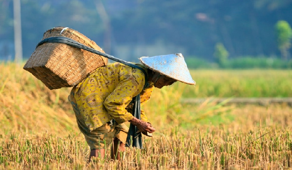 Green For Agriculture: Solusi Inovatif untuk Masa Depan Pertanian dan Industri Makanan Global