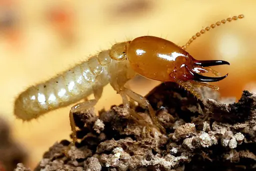 Jasa Anti Rayap Ampuh